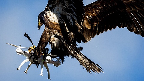 荷兰警方率先启用老鹰猎捕小型无人机