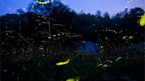 【专访】“寻萤者”付新华： 总有一天让城市里也能看见满天萤火虫